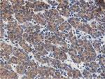 LGR5 Antibody in Immunohistochemistry (Paraffin) (IHC (P))