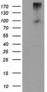 LGR5 Antibody in Western Blot (WB)