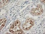 FGF21 Antibody in Immunohistochemistry (Paraffin) (IHC (P))