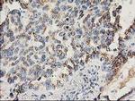 FGF21 Antibody in Immunohistochemistry (Paraffin) (IHC (P))