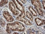 beta-4 Tubulin Antibody in Immunohistochemistry (Paraffin) (IHC (P))