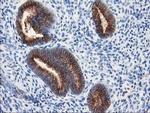 beta-4 Tubulin Antibody in Immunohistochemistry (Paraffin) (IHC (P))