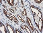 beta-4 Tubulin Antibody in Immunohistochemistry (Paraffin) (IHC (P))