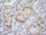 BAIAP2 Antibody in Immunohistochemistry (Paraffin) (IHC (P))