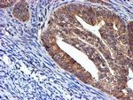 NDUFAF7 Antibody in Immunohistochemistry (Paraffin) (IHC (P))