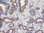 OSGEP Antibody in Immunohistochemistry (Paraffin) (IHC (P))