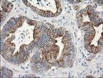 OSGEP Antibody in Immunohistochemistry (Paraffin) (IHC (P))