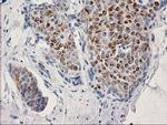 OSGEP Antibody in Immunohistochemistry (Paraffin) (IHC (P))