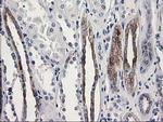 OSGEP Antibody in Immunohistochemistry (Paraffin) (IHC (P))