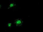 ITFG2 Antibody in Immunocytochemistry (ICC/IF)