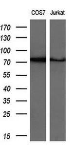 GSPT2 Antibody in Western Blot (WB)