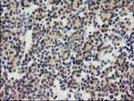 ILVBL Antibody in Immunohistochemistry (Paraffin) (IHC (P))