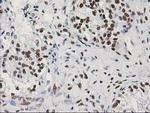 LENG1 Antibody in Immunohistochemistry (Paraffin) (IHC (P))