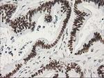 LENG1 Antibody in Immunohistochemistry (Paraffin) (IHC (P))