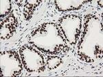 LENG1 Antibody in Immunohistochemistry (Paraffin) (IHC (P))