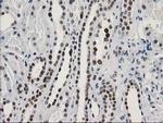 LENG1 Antibody in Immunohistochemistry (Paraffin) (IHC (P))