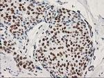 LENG1 Antibody in Immunohistochemistry (Paraffin) (IHC (P))