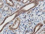 LCMT1 Antibody in Immunohistochemistry (Paraffin) (IHC (P))