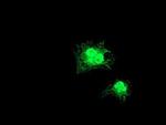 GDAP1L1 Antibody in Immunocytochemistry (ICC/IF)