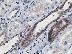 ATG3 Antibody in Immunohistochemistry (Paraffin) (IHC (P))