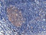 ATG3 Antibody in Immunohistochemistry (Paraffin) (IHC (P))