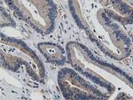 ATG3 Antibody in Immunohistochemistry (Paraffin) (IHC (P))