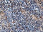 ATG3 Antibody in Immunohistochemistry (Paraffin) (IHC (P))