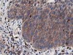 ATG3 Antibody in Immunohistochemistry (Paraffin) (IHC (P))