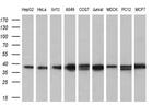 ATG3 Antibody in Western Blot (WB)