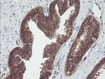 CNDP2 Antibody in Immunohistochemistry (Paraffin) (IHC (P))