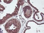 CNDP2 Antibody in Immunohistochemistry (Paraffin) (IHC (P))