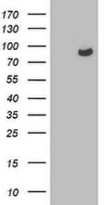 OSBP Antibody in Western Blot (WB)