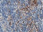 PTP1B Antibody in Immunohistochemistry (Paraffin) (IHC (P))