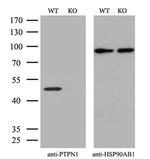 PTP1B Antibody in Western Blot (WB)