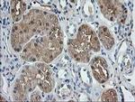 Aminoacylase Antibody in Immunohistochemistry (Paraffin) (IHC (P))