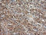 Aminoacylase Antibody in Immunohistochemistry (Paraffin) (IHC (P))