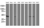 Aminoacylase Antibody in Western Blot (WB)