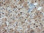 Aminoacylase Antibody in Immunohistochemistry (Paraffin) (IHC (P))