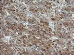 Aminoacylase Antibody in Immunohistochemistry (Paraffin) (IHC (P))