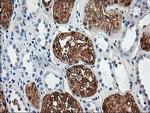 Aminoacylase Antibody in Immunohistochemistry (Paraffin) (IHC (P))