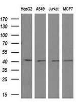 OBFC1 Antibody in Western Blot (WB)