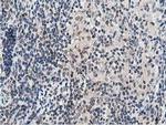 DPP3 Antibody in Immunohistochemistry (Paraffin) (IHC (P))