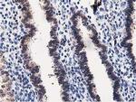 DPP3 Antibody in Immunohistochemistry (Paraffin) (IHC (P))