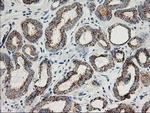 Adenylate Kinase 4 Antibody in Immunohistochemistry (Paraffin) (IHC (P))