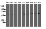 PTP1B Antibody in Western Blot (WB)