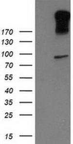 LGR5 Antibody in Western Blot (WB)