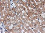 BAIAP2 Antibody in Immunohistochemistry (Paraffin) (IHC (P))