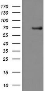 PDE1B Antibody in Western Blot (WB)