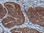 UBOX5 Antibody in Immunohistochemistry (Paraffin) (IHC (P))