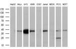 Nudel Antibody in Western Blot (WB)